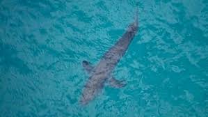 Ocearch's global shark tracker lets you observe the navigational pattern of sharks that have been tagged with satellite tracking technology all for the purpose of shark conservation. Sharks Have Killed 7 People In Australia This Year The Most Since 1934 Ctv News