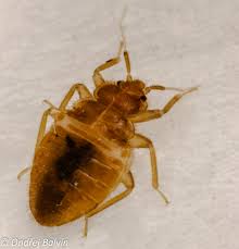 Štěnice domácí je druh polokřídlého hmyzu, jenž se živí primárně lidskou krví. Bed Bug Research Team Prague