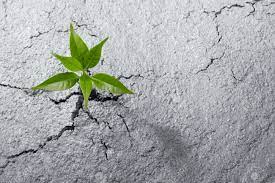 Use them in commercial designs under lifetime, perpetual & worldwide rights. Small Plant Breaking Out From Cement Ground Stock Photo Picture And Royalty Free Image Image 27582298