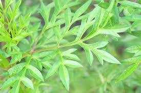 Ulam raja vs bayam brazil gemok gemok pokok nya. Ulam Raja Pelengkap Hidangan Penawar Penyakit Media Permata Online