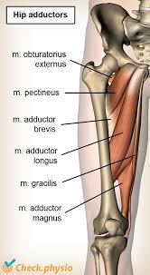 A groin strain is a tear of the adductor muscles on the inside of the thigh. Adduction Related Groin Pain Physio Check