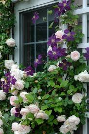 It was a hit right from the start and remains one of the most popular climbing roses in europe. Climbing Rose For Garage Trellises