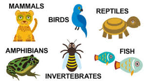 Click the animal to hear its sound, and it's name to hear it said out loud. Basic Types Of Animals And Their Characteristics