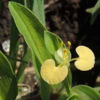 Image result for Aneilema nicholsonii