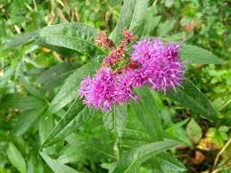 Image result for Vernonia praecox