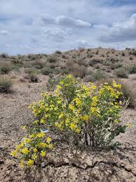 Image result for Hertia