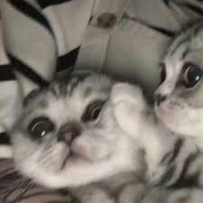 19+ koleksi cemerlang gambar kartun couple buat pp wa. ØªÙ†Ø³ÙŠÙ‚Ø§Øª ð…ð—¼ð«ð—ºðšð­ð¬ Gambar Kucing Lucu Kucing Bayi Foto Kucing Lucu