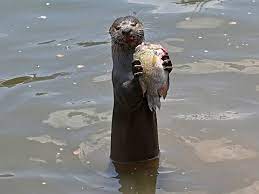 Lutrinae is a branch of the mustelidae family, which also includes weasels, badgers, mink, and wolverines, among other animals. When In Distress Otters Spin Around Otterly Adorable Demand For Cute Selfies Puts Animals At Risk The Economic Times