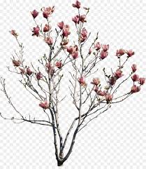 Sakura cherry blossom craft stencil. Cherry Blossom Tree Drawing Png Download 1630 1858 Free Transparent Tree Png Download Cleanpng Kisspng