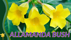Image result for Allamanda schottii