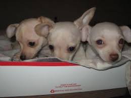 See more of chihuahua puppies for adoption on facebook. Chihuahua Puppies In Illinois