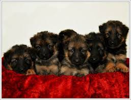 It's also free to list your available puppies and litters on our site. German Shepherd Puppies For Sale In Florida Born Raised In Florida