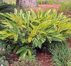 Image result for Hippeastrum sp. cultivars