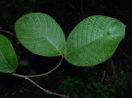 Image result for Strophanthus kombe