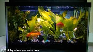 10 Gallon Aquarium Dimensions Size Setup Ideas Kit Tips 10 Gallon Fish Tank Fish Tank Stand Fish Tank
