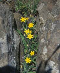 Image result for Hypoxis angustifolia