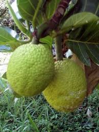 X2f X2f If You Have A Breadfruit Or Ulu Tree And You Haven T Been Using The Fruit To Feed Your Family Now Is The Time To L Breadfruit Hawaiian Food Fruit