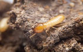 What to do when wildlife gets too close for comfort. Termite Control Pest Management Options In Salt Lake City Ut