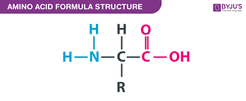 We did not find results for: Amino Acid Formula Chemical Formula Of Amino Acid On Byju S