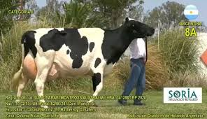 Cabaña “Beatriz” ganó el concurso sudamericano de Holstein