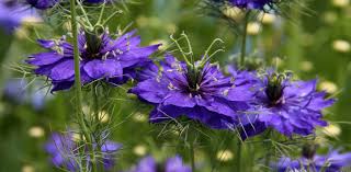 Maybe you would like to learn more about one of these? Reviews Country Garden Uk