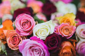 Yellow flowers represent trust, compassion, and respect. Rose Color Meanings 13 Shades And What They Symbolize Fiftyflowers