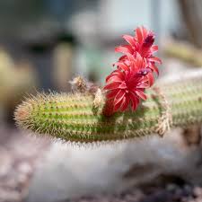 Image result for Cleistocactus