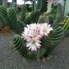 Cereus repandus florida common name(s): 1