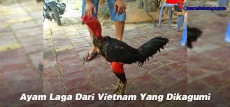 Sabung ayam biasanya ilegal dan identik dengan perjudian, namun berbeda dengan gelaran derby pelaku judi sabung ayam di tongkonan palasa, lembang (desa) tondon matallo, kecamatan. Berita Sabung Ayam Archives Laman 8 Dari 86 Juara303 Juarasabung Ayam