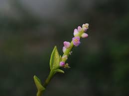 Image result for Basella paniculata