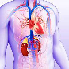 Examining The Link Between Heart And Kidney Disease