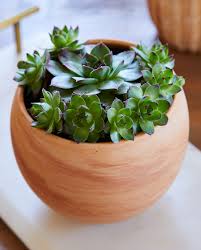 Maybe you would like to learn more about one of these? Best Succulents To Grow Indoors Better Homes Gardens