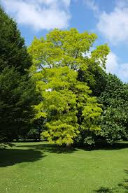 Image result for Robinia