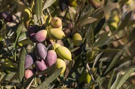 Ripening Kalamata Olives On Olive Tree Stock Photo Picture And Royalty Free Image Image 57806417