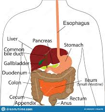 digestive system chart digestive organs in a human body