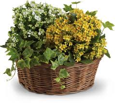 Our beautiful plants deliver smiles long after the special day is done! Basket Of Joy Plants Fresh Flowers Arrangements Plant Basket
