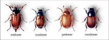 Pas gelegde eieren van de gewone meikever (melolontha melolontha) zijn 2 x 3 mm, maar ze worden groter doordat ze water absorberen. De Vroente Na De Meikevers Komen De Junikevers Beide Soorten Worden Nogal Eens Verward Ook Met Andere Soorten De Tekening Geeft Alvast De Verschillen Goed Weer Meikevers Zijn Groter En Hebben