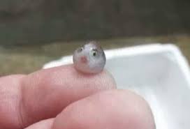 Baby Porcupine Fish Imgur