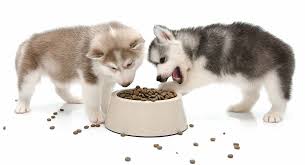 Feeding A Husky Puppy Quantities Timings And Choosing A Food
