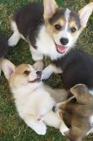 Adorable Black And White Corgi Puppy 3milliondogs On Twitter Cute Animals Animals Baby Animals