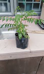 Pokok kari ialah sejenis pokok renek dengan ketinggian antara 0.9 hingga 6 meter. Pokok Daun Kari Looking For On Carousell