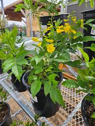 Image result for Tecoma stans