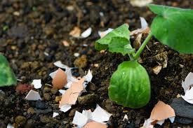 For maximum effect, sprinkle eggshells into each hole before planting. 15 Fantastic Ways To Use Eggshells In The Garden Gardening