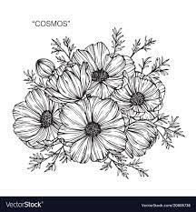Cosmos Flower Drawing Royalty Free Vector Image Flower Drawing Cute Flower Drawing Flower Drawing Images