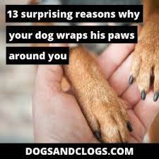 13 Reasons Why Your Dog Wraps His Paws Around You Arm Leg Neck Dogsandclogs
