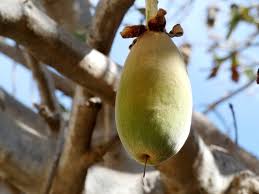 Well, here we provide some interesting facts about your favourite african tree: Baobab Fruit Bread Of Monkey Free Photo On Pixabay