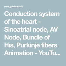 Pin On Anatomy