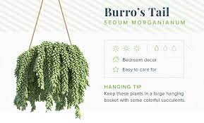 Jun 29, 2020 · anthurium actually describes a long list of plants — we're talking about 1,000 — from the araceae family (also known as the arum family). 16 Indoor Hanging Plants To Decorate Your Home Proflowers