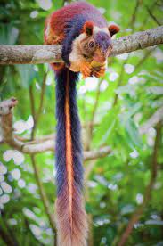Pin By Lucia Sk On Beautiful Birds And Animals Unusual Animals Weird Animals Unique Animals