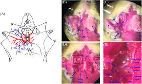 Neck, in land vertebrates, the portion of the body joining the head to the shoulders and chest. Mouse Dissection And Exposure Of Mouse Cochlea A Diagram Of Mouse Download Scientific Diagram